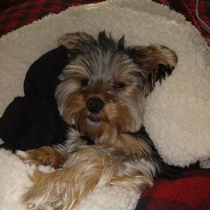 Meet your Posher, Betty